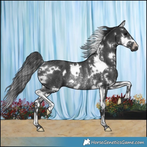Horse Color:White Spotted Black Splash Rabicano 
