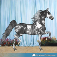 Horse Color:White Spotted Black Splash Rabicano 