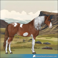 Horse Color:Chestnut Tobiano Frame Appaloosa 
