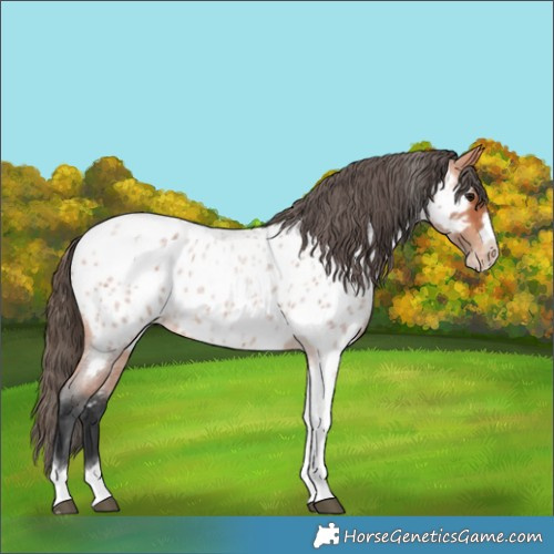 Horse Color:Bay Roan Tobiano Frame Appaloosa 