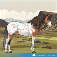 Horse Color:Bay Tobiano Frame Appaloosa 