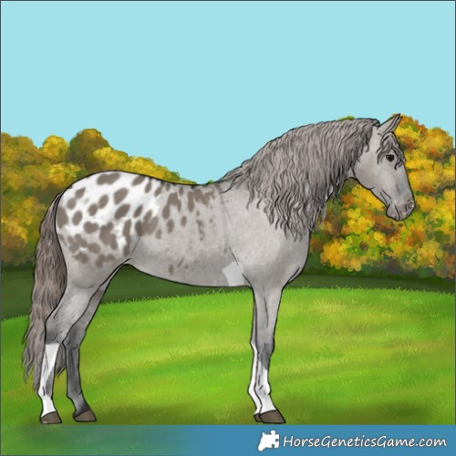 Horse Color:Grullo Tobiano Appaloosa 