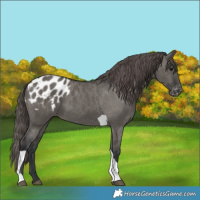 Horse Color:Grullo Tobiano Appaloosa 