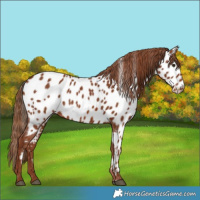 Horse Color:Chestnut Appaloosa 