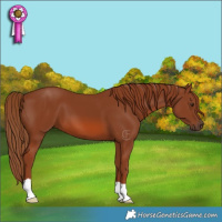 Horse Color:Chestnut 
