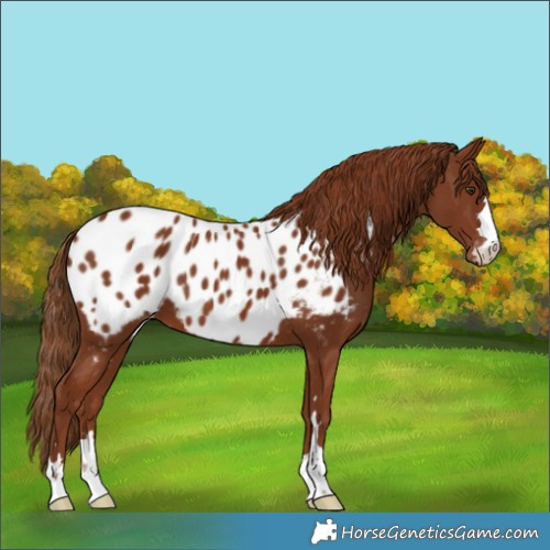 Horse Color:Chestnut Appaloosa 