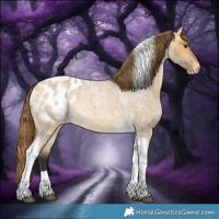 Horse Color:Buckskin Roan Dun Tobiano Appaloosa