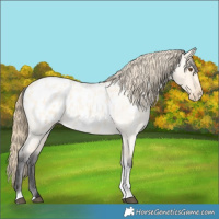 Horse Color:Buckskin Roan Dun Tobiano Near Leopard