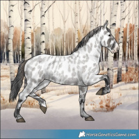 Horse Color:Grullo Roan Appaloosa 