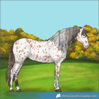 Horse Color:Bay Near Leopard