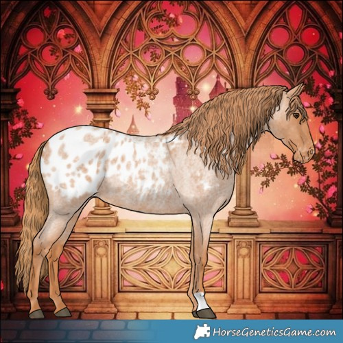 Horse Color:Red Roan Appaloosa 