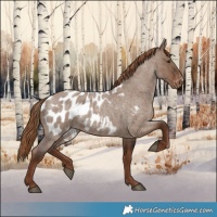 Horse Color:Liver Red Dun Roan Appaloosa 