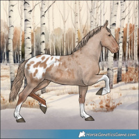 Horse Color:Red Dun Tobiano Appaloosa 