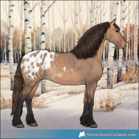Horse Color:Bay Dun Appaloosa