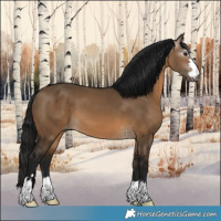 Horse Color:Gray Bay Dun Varnish 