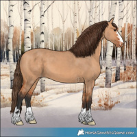 Horse Color:Bay Dun Appaloosa 