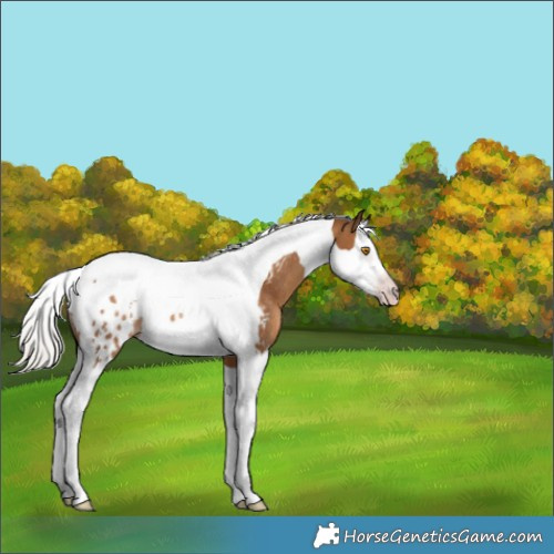 Horse Color:Gray Silver Classic Champagne Splash Tobiano Appaloosa Rabicano 