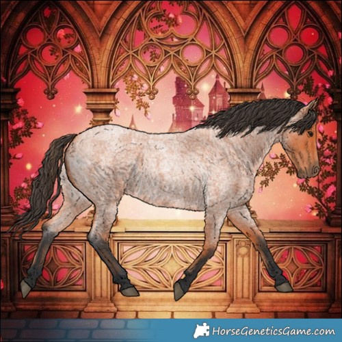 Horse Color:Bay Roan 
