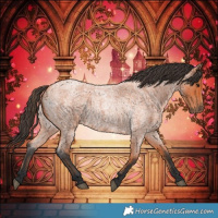 Horse Color:Bay Roan 
