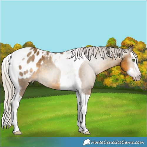 Horse Color:Gray Silver Classic Cream Champagne Splash Tobiano Appaloosa Rabicano 