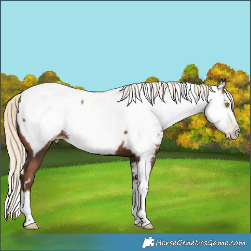 Horse Color:Gray White Spotted Liver Chestnut Pearl Mushroom Splash Frame Appaloosa 