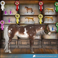 Horse Color:White Spotted Silver Brown Appaloosa 