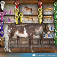 Horse Color:White Spotted Silver Brown Appaloosa 