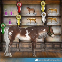 Horse Color:White Spotted Silver Brown Appaloosa