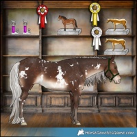 Horse Color:White Spotted Silver Brown Appaloosa 