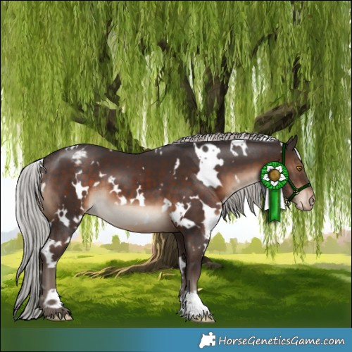 Horse Color:White Spotted Silver Brown Appaloosa 