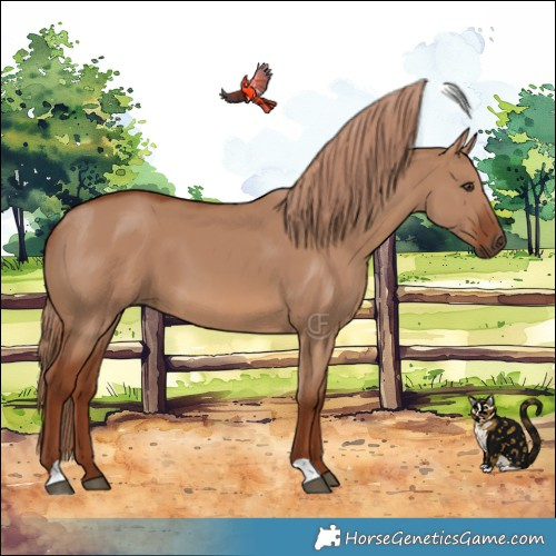 Horse Color:Red Dun 