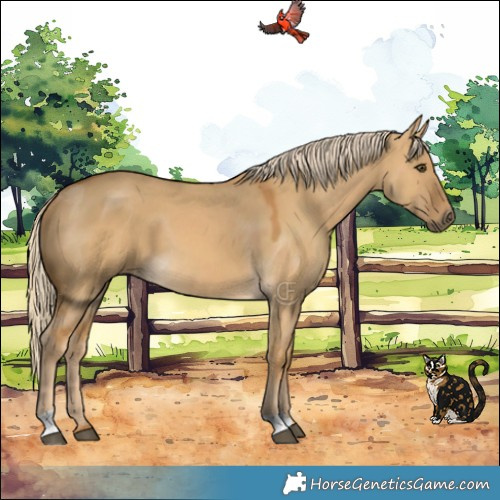 Horse Color:Palomino Dun 