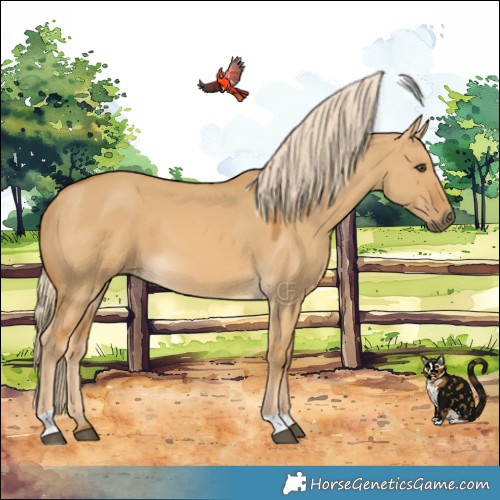 Horse Color:Palomino Dun 