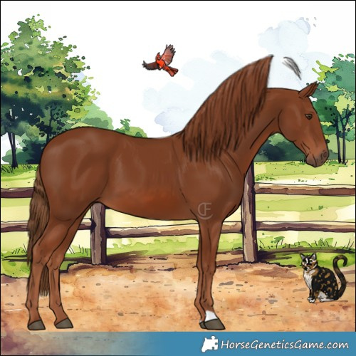 Horse Color:Chestnut 