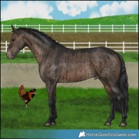Horse Color:Brown Dun Appaloosa Brindle 