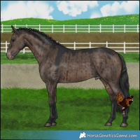 Horse Color:Brown Dun Varnish Brindle