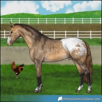 Horse Color:Buckskin Dun Appaloosa Brindle