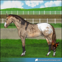 Horse Color:Buckskin Dun Snowcap Brindle 
