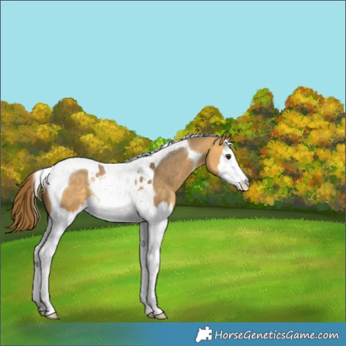 Horse Color:Buckskin Dun Splash Tobiano Appaloosa Rabicano