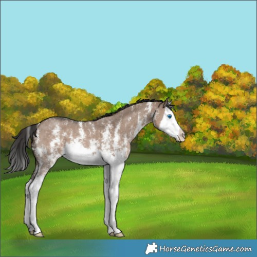 Horse Color:Liver Red Dun Sabino Splash Appaloosa