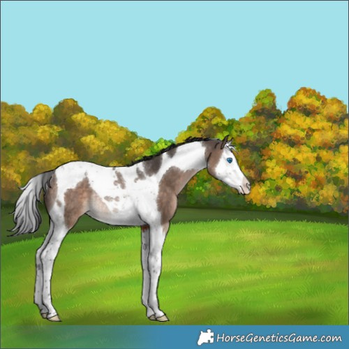 Horse Color:Brown Dun Splash Tobiano Appaloosa Rabicano