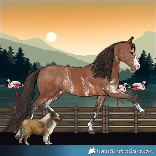 Horse Color:Bay Sabino Rabicano  and Bay Sabino Rabicano 