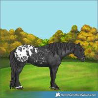 Horse Color:Black Appaloosa