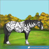 Horse Color:Black Appaloosa 