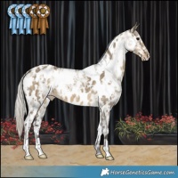 Horse Color:White Spotted Silver Smoky Grullo Ice Appaloosa 
