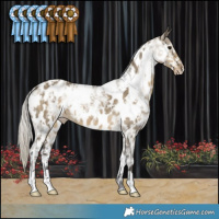 Horse Color:White Spotted Silver Smoky Grullo Ice Near Leopard 