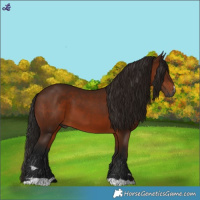 Horse Color:Gray Bay 