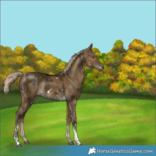 Horse Color:Gray White Spotted Chocolate Palomino Ice Dun Mushroom Tobiano 