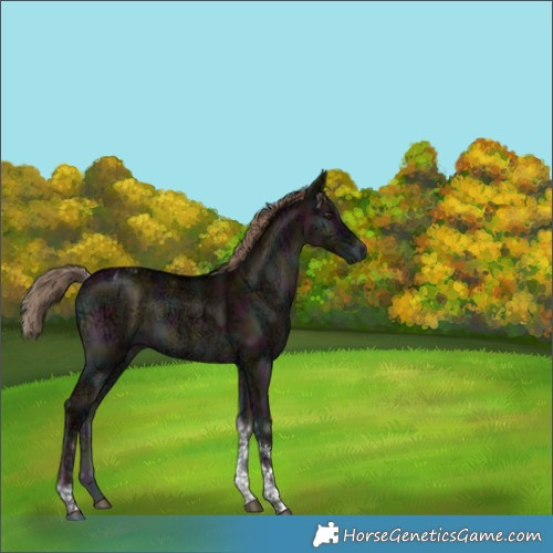 Horse Color:Midnight Liver Red Dun Ice Onyx Tobiano Brindle 