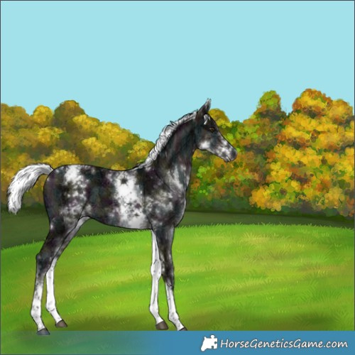 Horse Color:Gray Platinum White Spotted Midnight Liver Red Dun Ice Mushroom Tobiano 